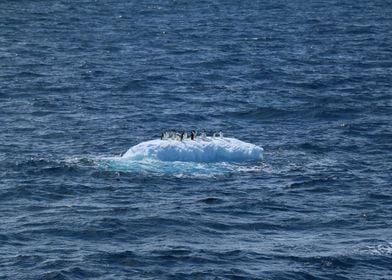 Penguins on an Iceberg 