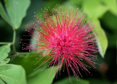 calliandra flower