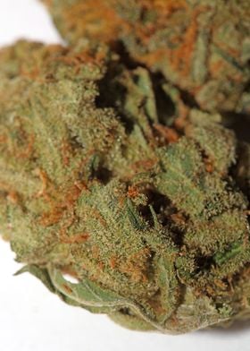 Medical marihuana close up