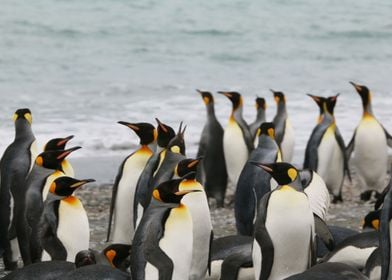 Active Group of Penguins 