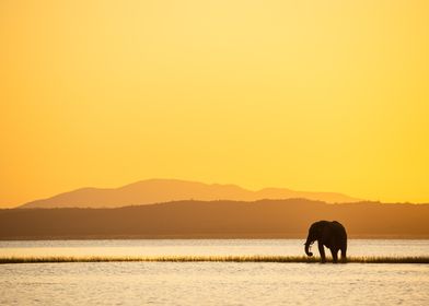 Elephant at Twilight