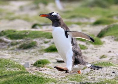 Jumping Penguin