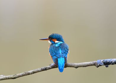 Blue Hummingbird