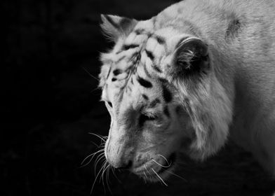 White Tiger