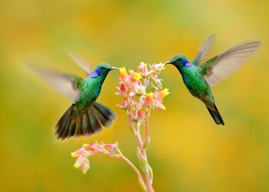 Blue Green Hummingbirds