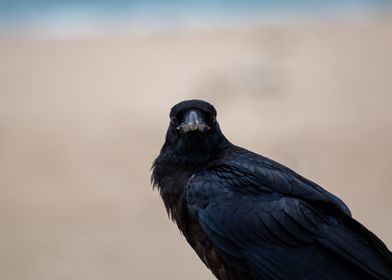 curious crow gazing at you