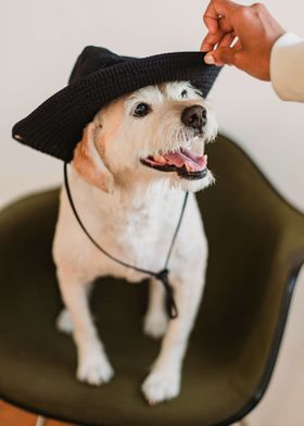 DOG WITH HAT