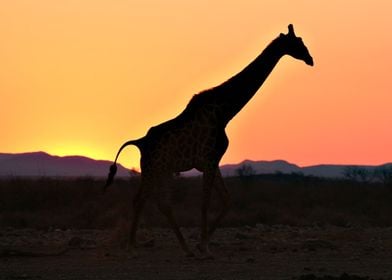 Giraffe at Sunset