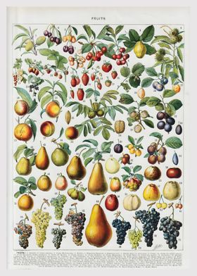 Adolphe Miilot Fruit