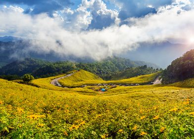 Mexican Sunflower Field