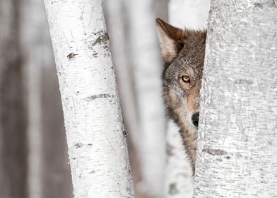 Hiding Wolf Behind Birch