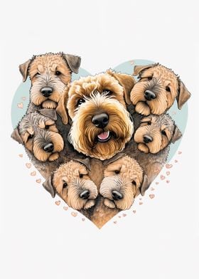 Coated Wheaten Terrier