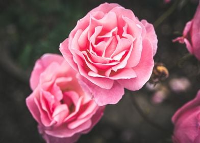 Pink Roses in Bloom