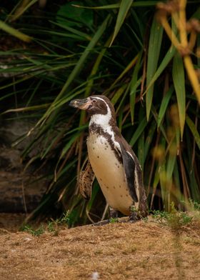 Humboldt Penguin