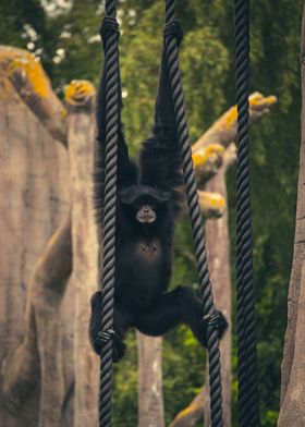 Gibbon Monkey 