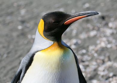 Penguin in Antarctica