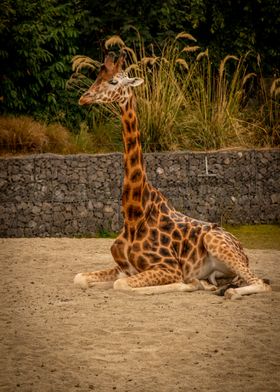 Giraffe