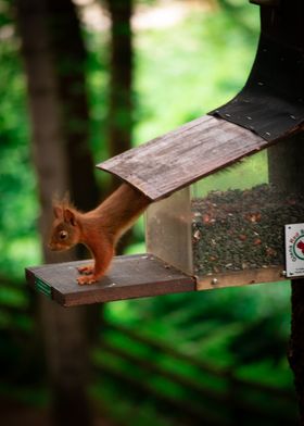 Red Squirrel