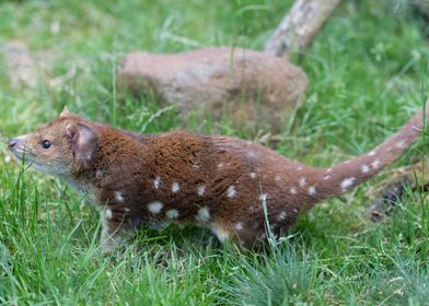 Spotted Quoll