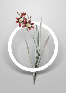 Minimalist Circle Florals-preview-3
