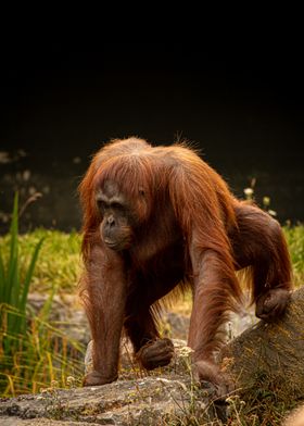 Orangutan