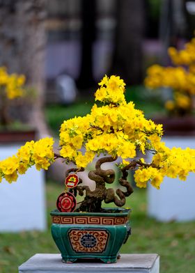 Bonsai Tree Yellow Blooms