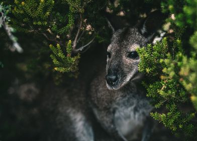 Hiding Wallaby