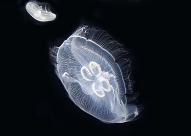 White Jellyfish