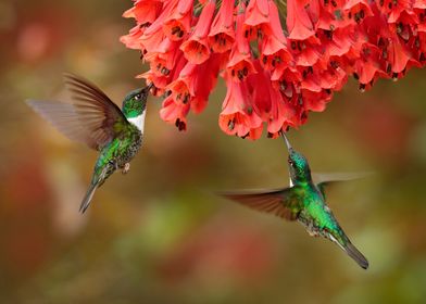 Green Hummingbirds