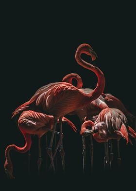 Flamingo