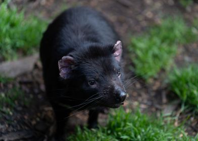 Tasmanian Devil