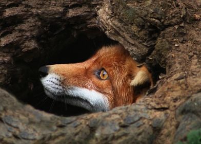 Portrait of Adult Red Fox