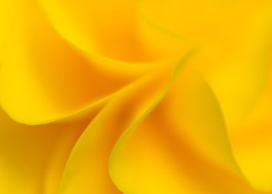 yellow flower abstract