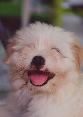 CUTE PUPPY