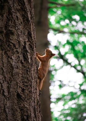 Climbing Red Squirrel