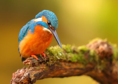 Kingfisher Bird on Perch 2