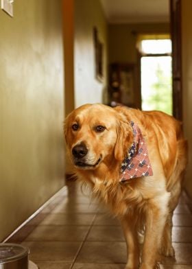 BROWN DOGS