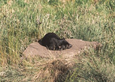 Napping Tasmanian Devil