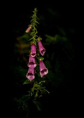 Dark Forest Foxglove