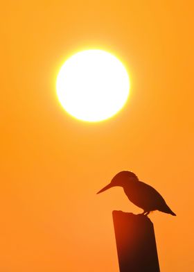 Kingfisher Bird Silhouette