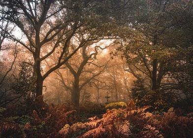 Forest in Autumn Fog