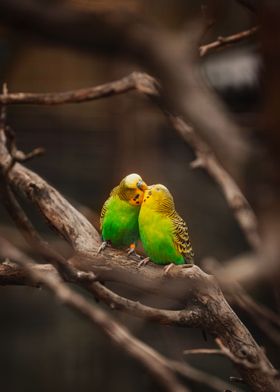 Couple Bird