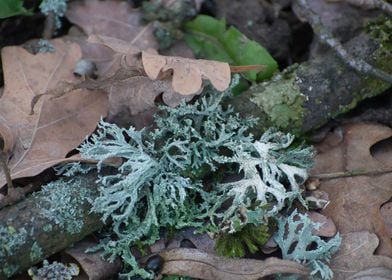 Pseudevernia furfuracea