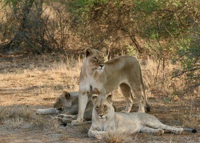 Lionesses in South Africa