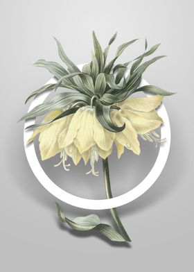 Minimalist Circle Florals-preview-0
