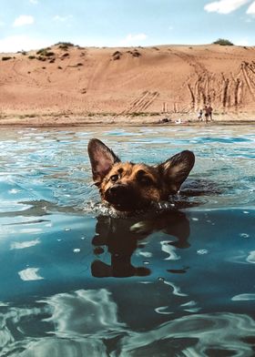 DOG SWIMMING