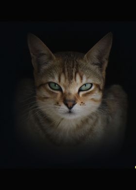 cat dark background 