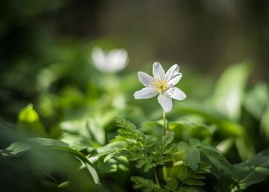 Wood Anemone in the Sun