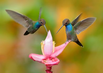 Blue Hummingbirds Flower