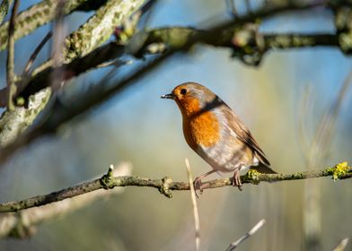 Robin in the Trees